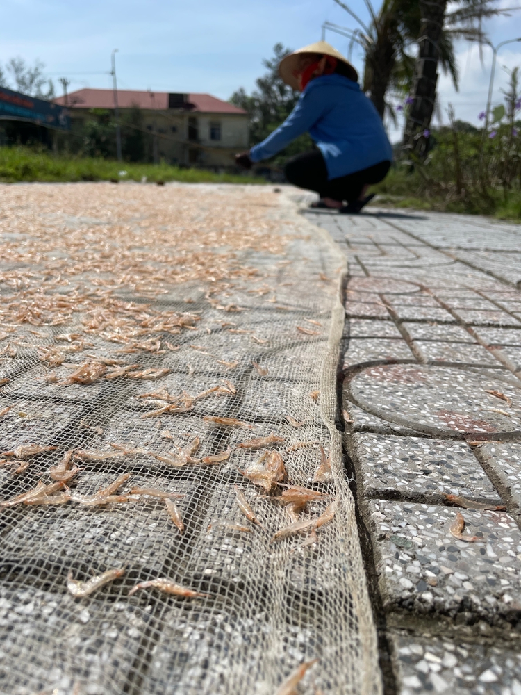 Cà Mau Province Dried Shrimp Producers Busy with Tết Demand
