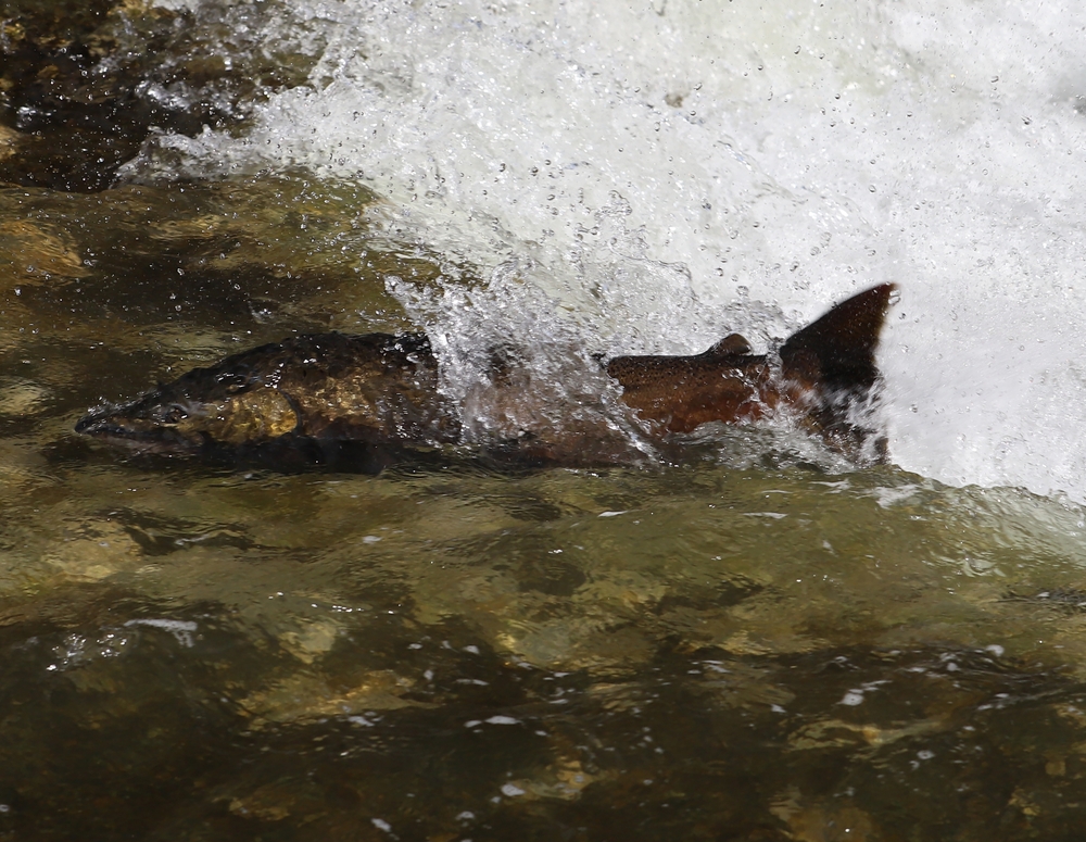 Scientists Map Regional Differences in Chinook Salmon Diets