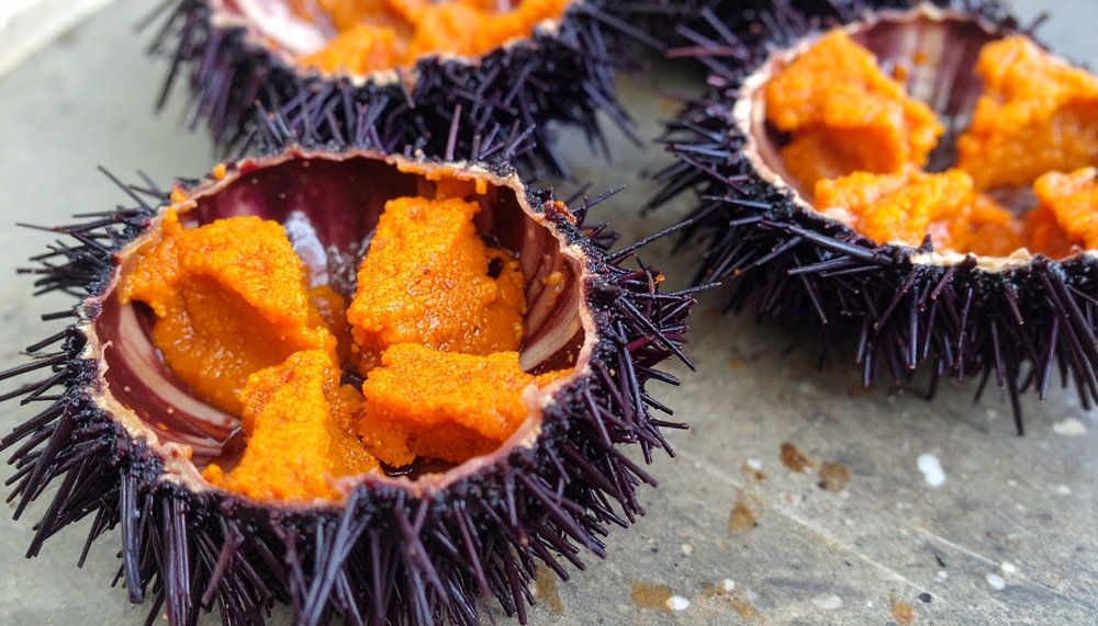 Murmansk-Based Company Receives Permission to Export Sea Urchin Roe to China