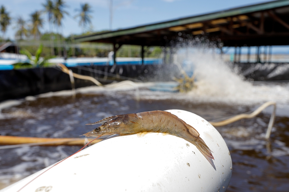 Ecuadors Shrimp Industry Sounds Alarm as Power Rationing and Tariff Hikes Squeeze Supply Chain