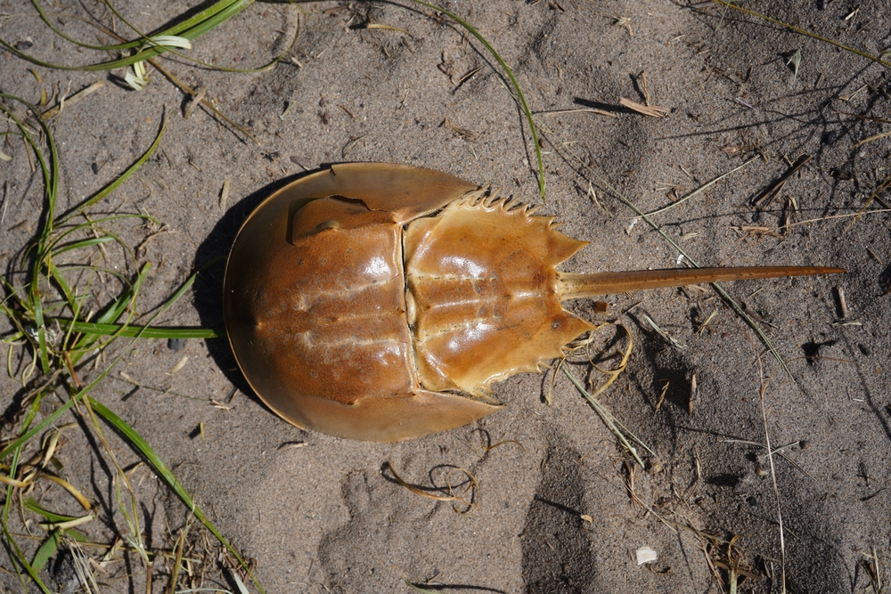 Looking for Bait Substitute; Fishermen Want Replacement for Horseshoe Crabs