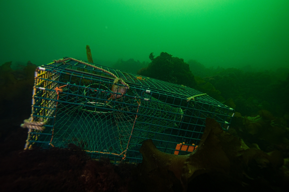 Fishermen Are Hauling Up Abandoned Lobster Traps