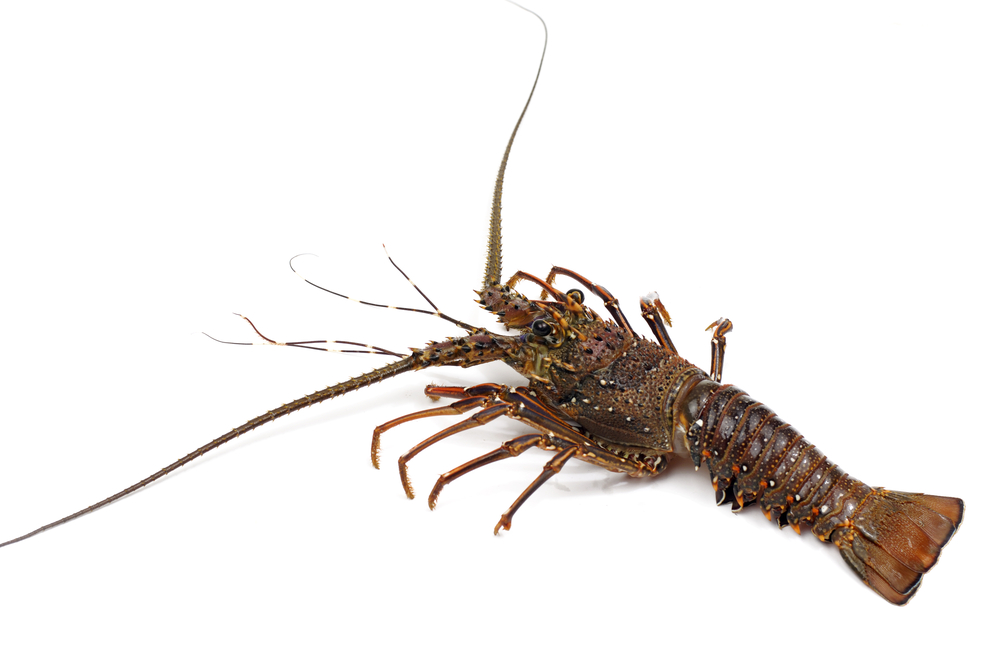 Florida: Increase in Costs Subdues Lobster Season