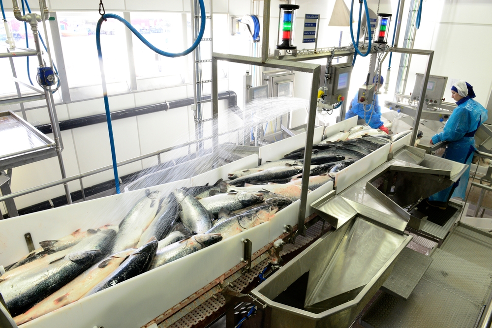 Norway Sees Sharp Drop in Production Fish as Salmon Harvest Hits Record High
