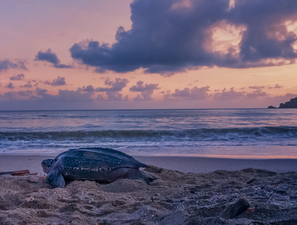 Conservation Groups Sue NOAA Over California Longline Permits, Alleging Buried Data on Sea Turtles