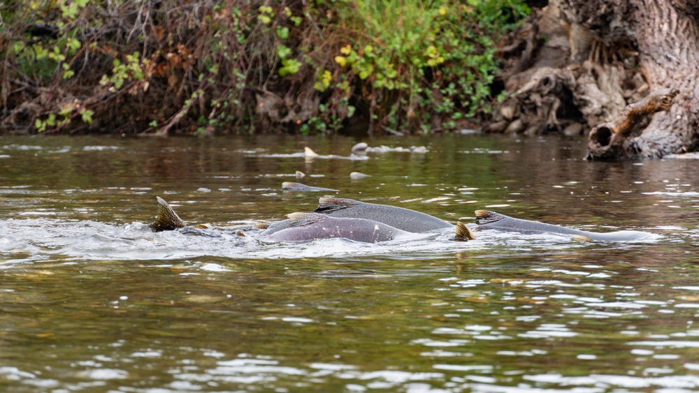 NOAA Allocates $21.3 Million for California Salmon Fishery Disaster Relief