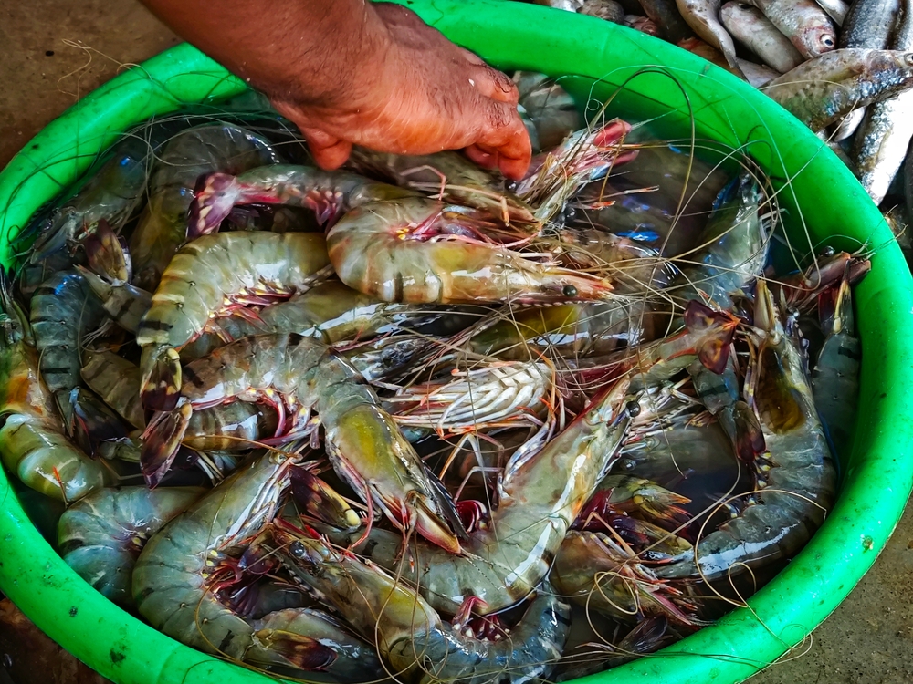 Diversify Your Fish Basket to Woo New Markets: From Rohu, Catla to Scampi, Tilapia, Pangasius