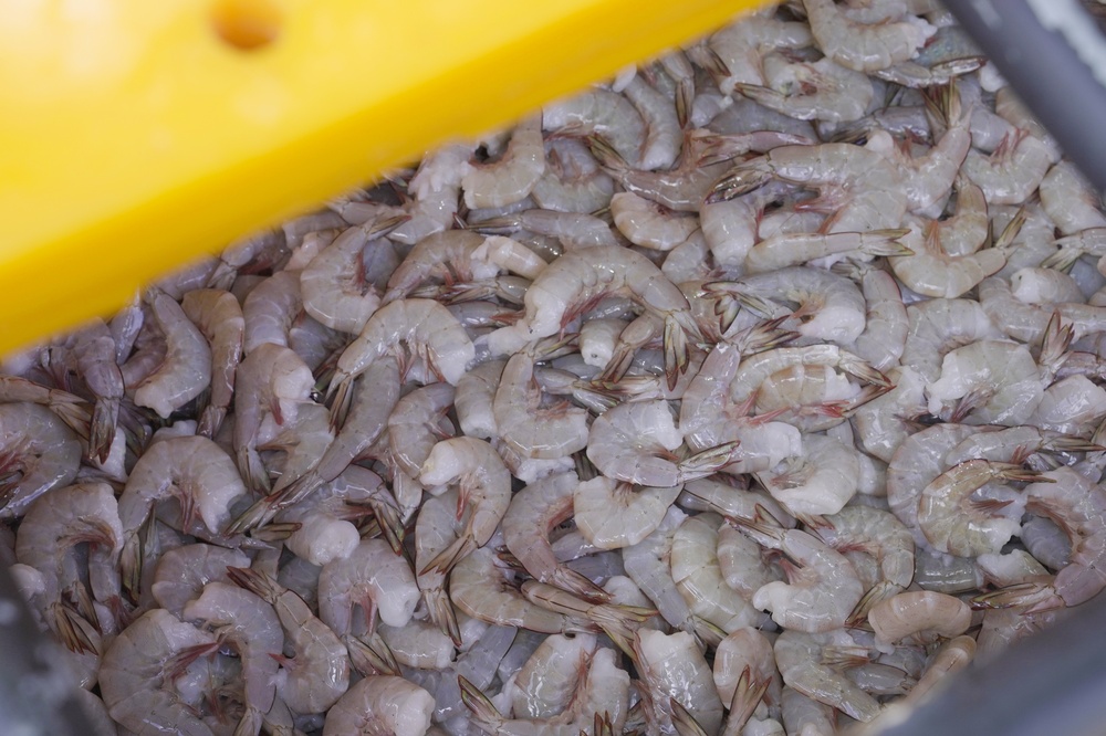 20 Containers of Indonesian Shrimp Held at US Port Over Incomplete Papers