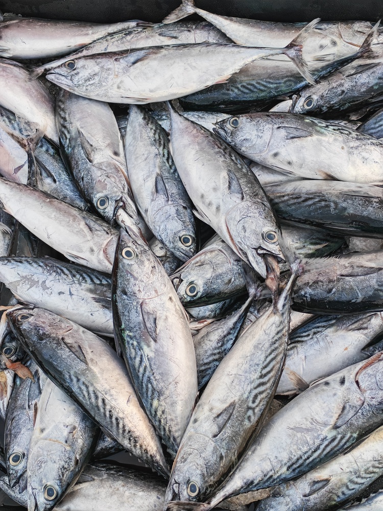 Japan’s Mackerel Exports Show a 1.7 Fold Increase in January-May with Record High Price