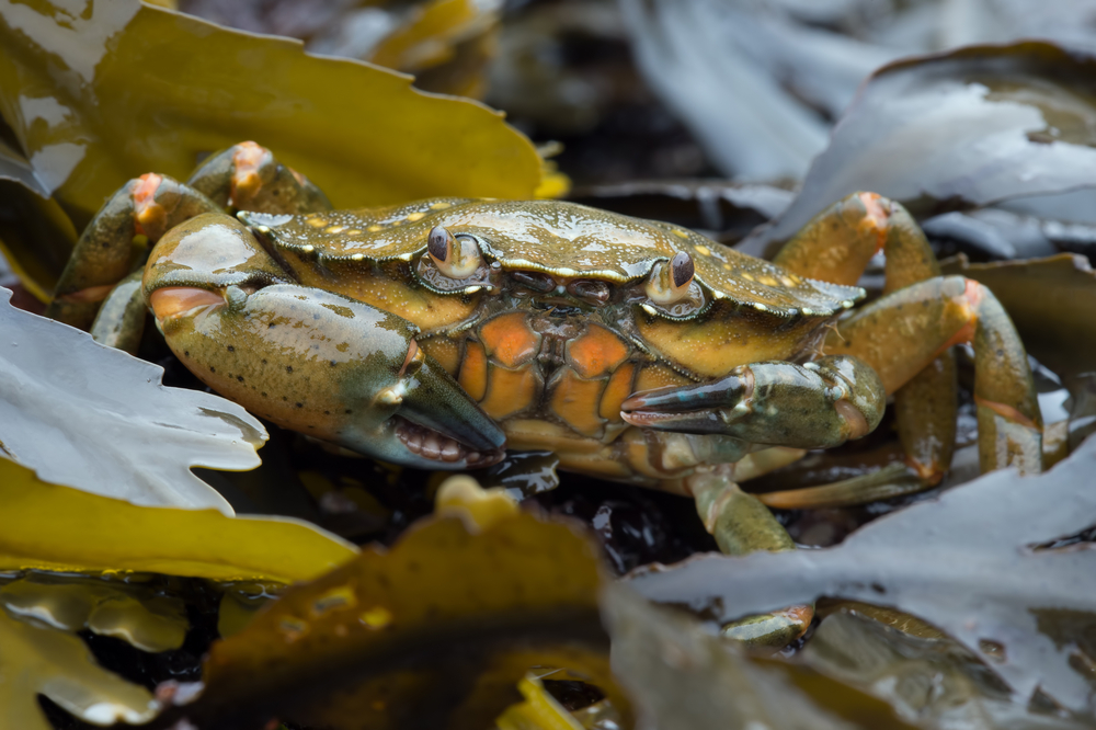 Gov. Inslee Eyes Dire Green Crab Infestation, Issues Proclamation to Combat the Growing Population