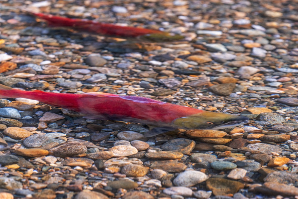 Canada, Gitanyow Sign 10-Year Fisheries Agreement