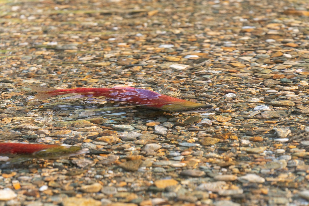 BCSFA Says New Report Confirms Salmon Farms Don’t Drive Sea Lice Levels in Wild Salmon