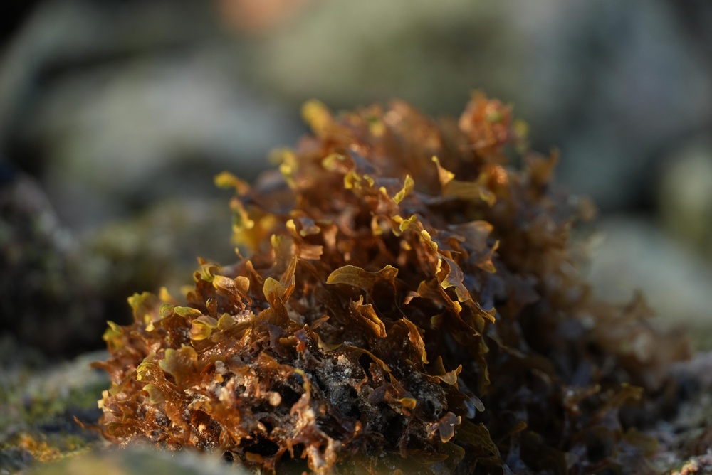 Antofagasta: Supreme Court Ratifies Ruling Condemning Algae Processing Plant