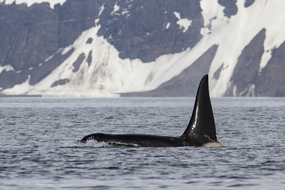 New NOAA Report Details Killer Whale Entanglement Cases in Alaska