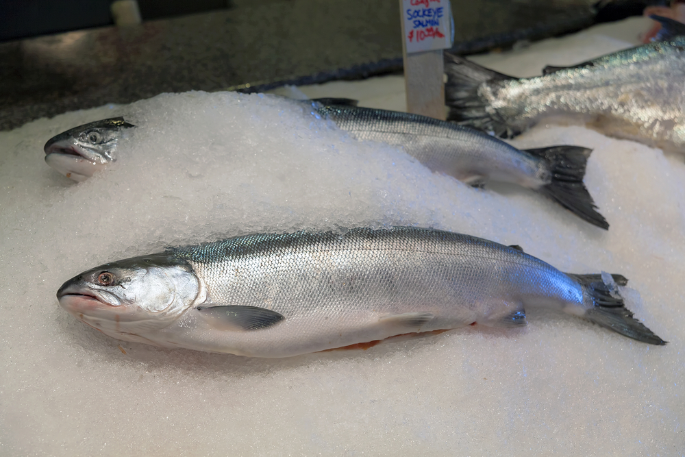 Bristol Bay Landings are Now Just 3.5M Sockeye Short of Forecasted 35M Catch