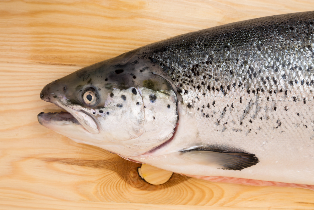 Officials Say Bucksport Fish Farm is Still Moving Forward
