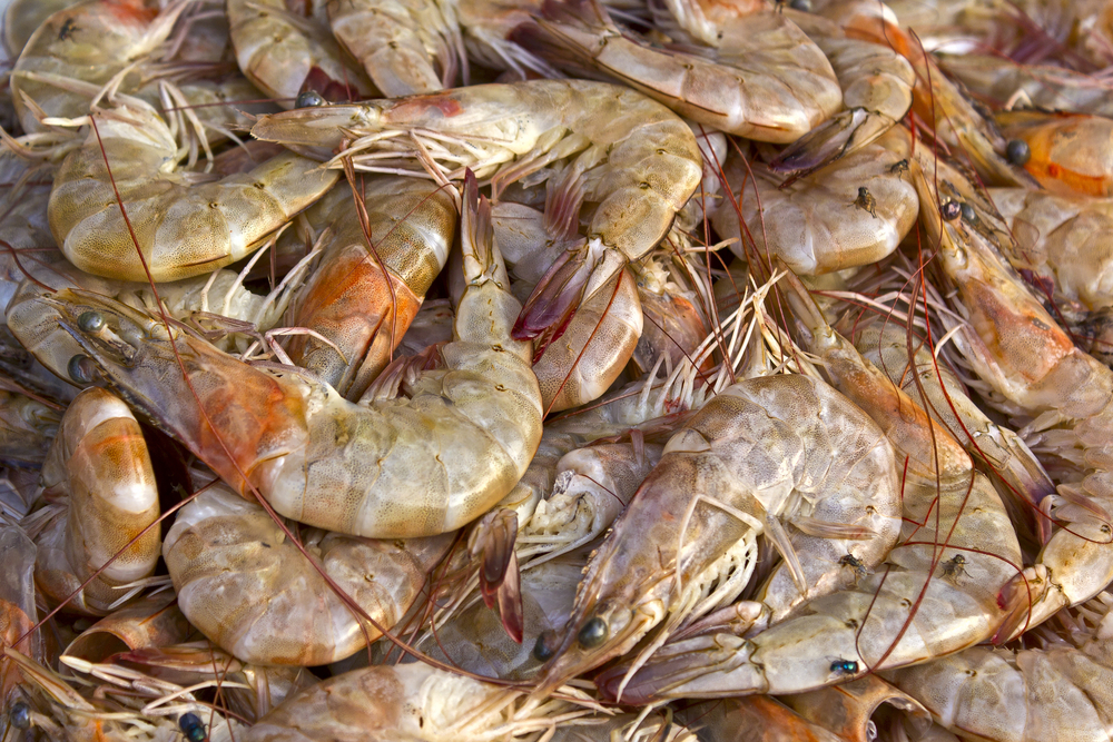 Indias Seafood Industry Poised to Ride CETA Wave with Estimated 70% Export Growth to UK