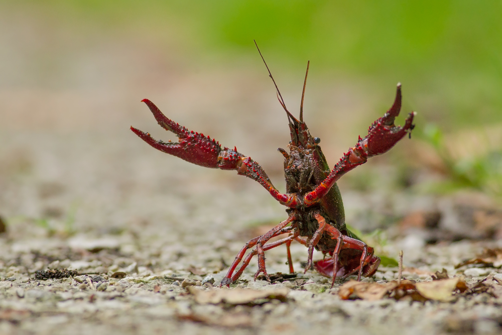 South Carolinas Crayfish Are a Critical Aquatic Critter. Why Are They Dying Off?