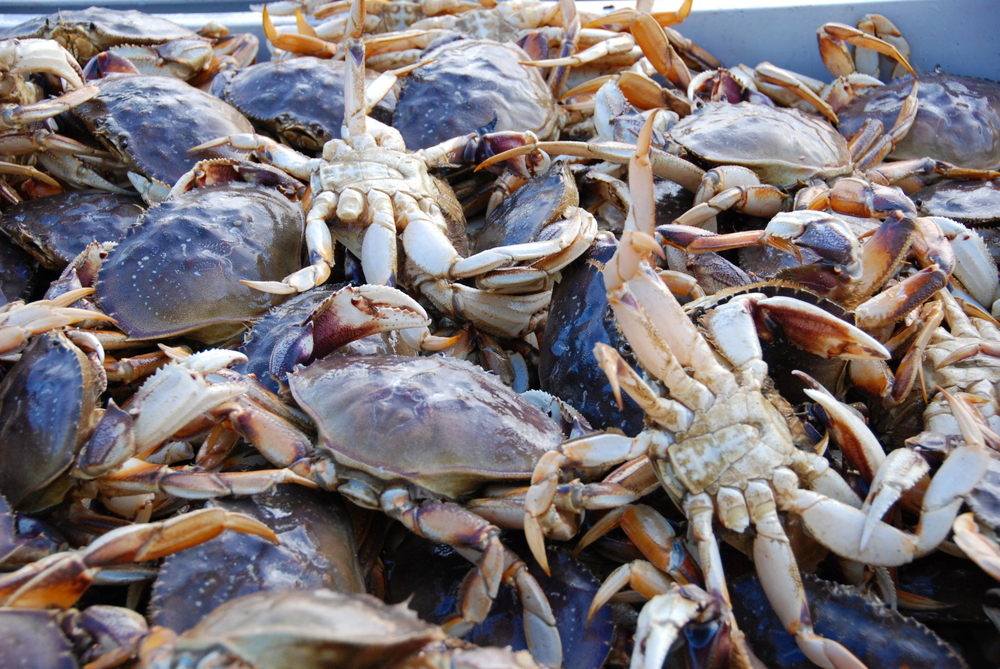 Bay Area Commercial Dungeness Crab Season Delayed Again by Weather, Pricing Dispute