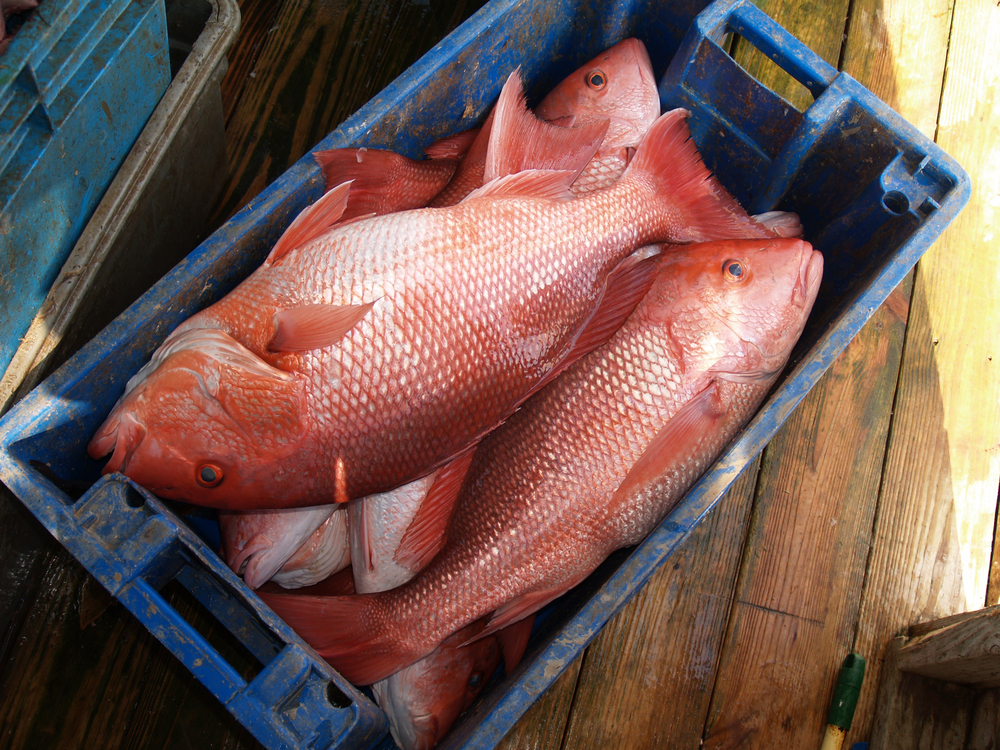 Trump Administration Returns Red Snapper to Status Quo