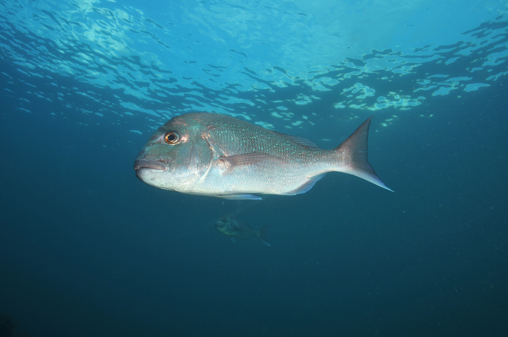NZ Snapper Trial Promising Underwater Pen is Innovative Stepping Stone Towards Open Ocean Farming