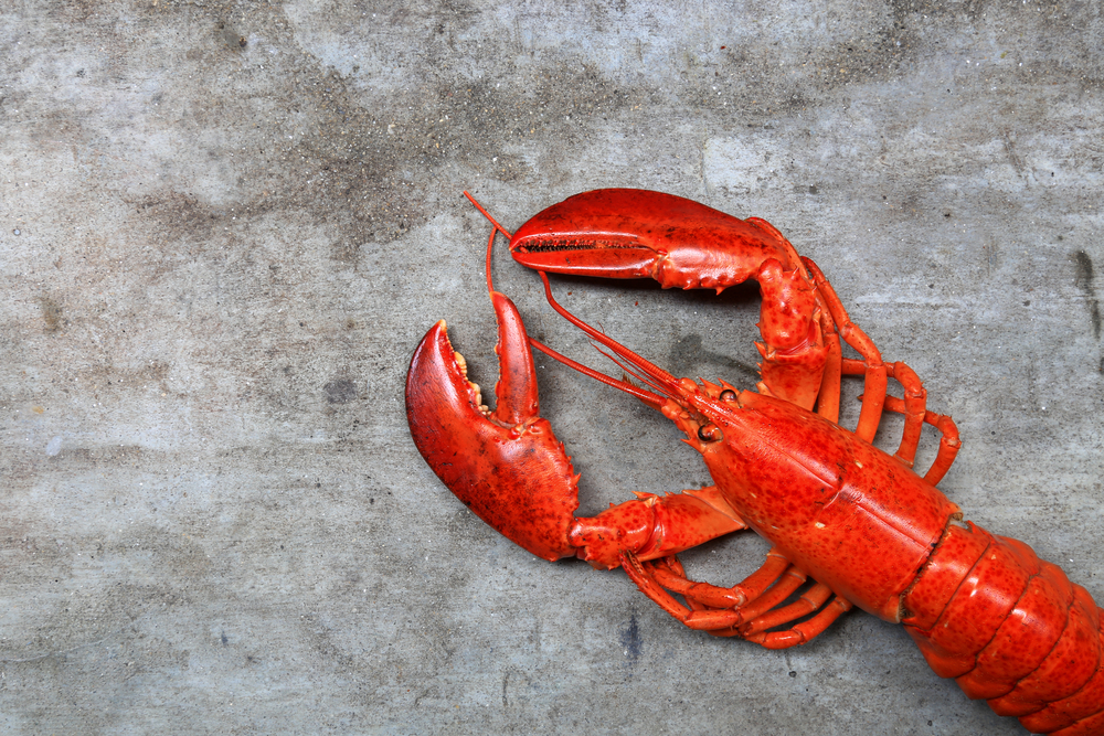 Maine Delegation, Governor Mills Urge Retailers to Continue Selling Maine Lobster