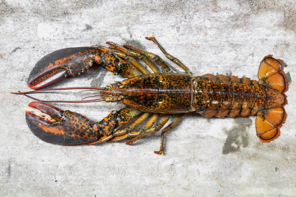 Key Nova Scotia Lobster Fishing Areas to Open Tuesday After Delayed Start