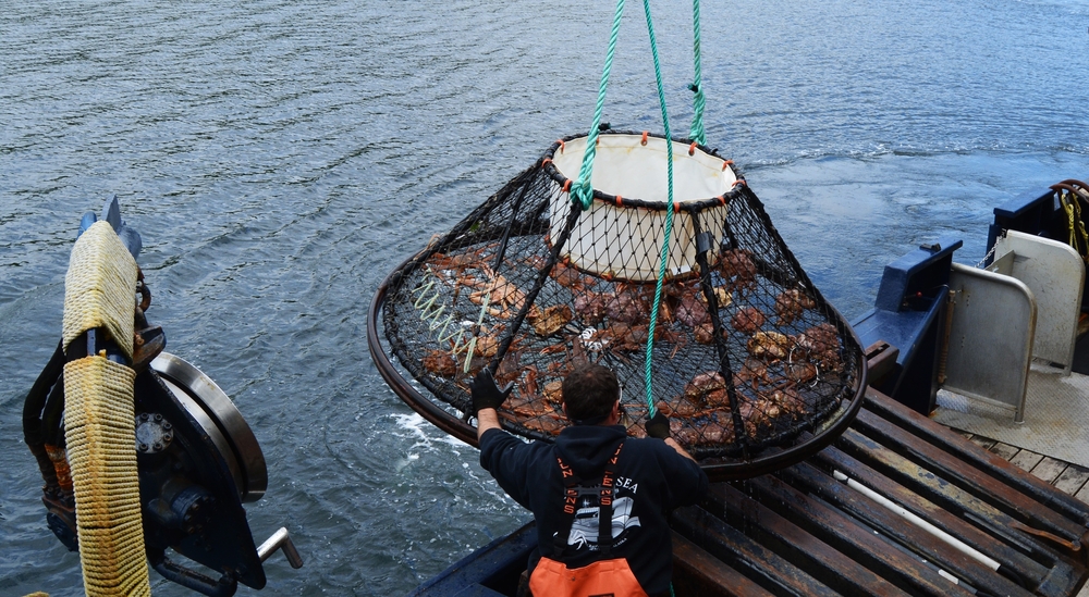 Crab Crisis in Bering Sea a Sign of ‘Borealization’ and Big Changes in the Future, Scientists Warn