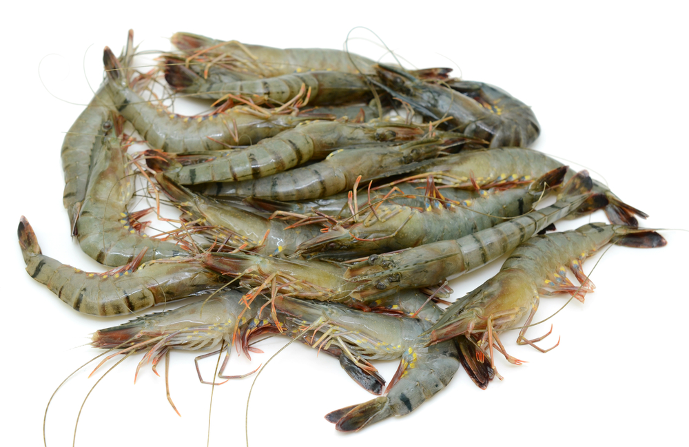 Duty-Free Exports to China Spark Optimism for Bangladesh’s Shrimp Sector