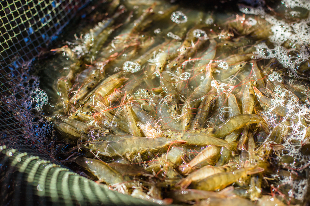 Ecuador Establishes New Union Representing Nation’s Fishing and Aquaculture Sector