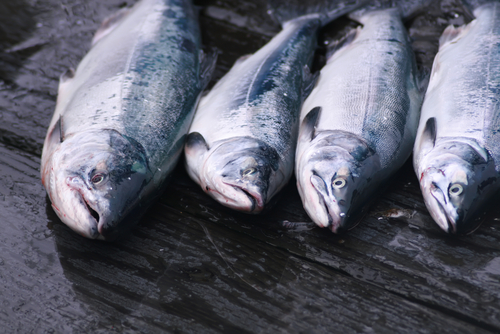 Fish Factor: The Value of Bristol Bay’s Blockbuster Salmon Catch Goes Mostly Out of State