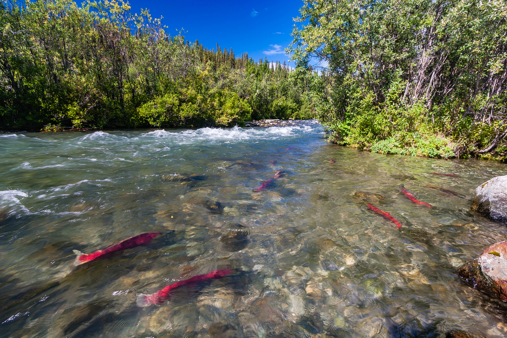 Over 27,000 Sockeye and 1,000 Chinook Salmon Netted in Copper River’s First Opener on May 22