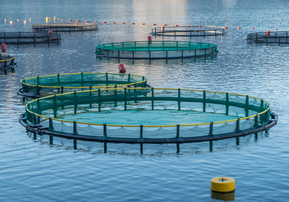 ASC Updates Salmon Standard with Focus on Sea Lice Management