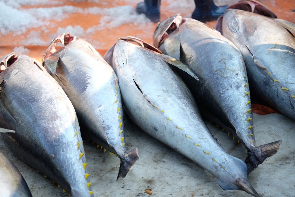 Vietnamese Tuna Exports to Halal Markets Rise