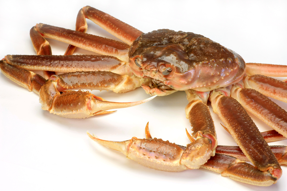 REPORT: Southern Gulf of St. Lawrence Snow Crab Quota To Be Slashed In 2024