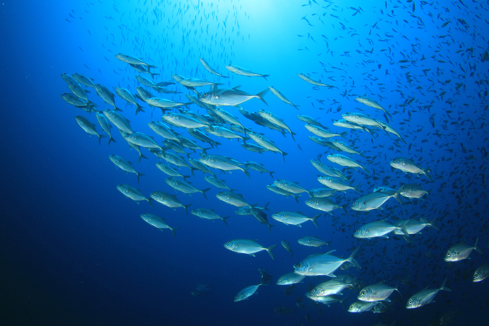 Seafood Task Force Debuts Tuna Crew Grievance Pilot