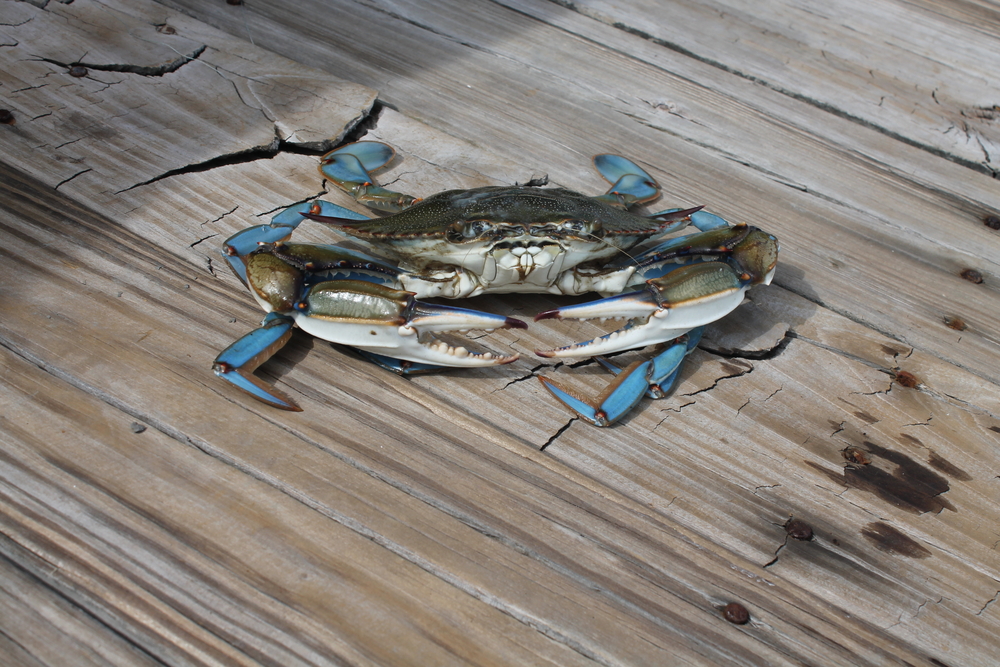 Marylands Blue Crabs — and its Crabbers — are Having a Rough Season
