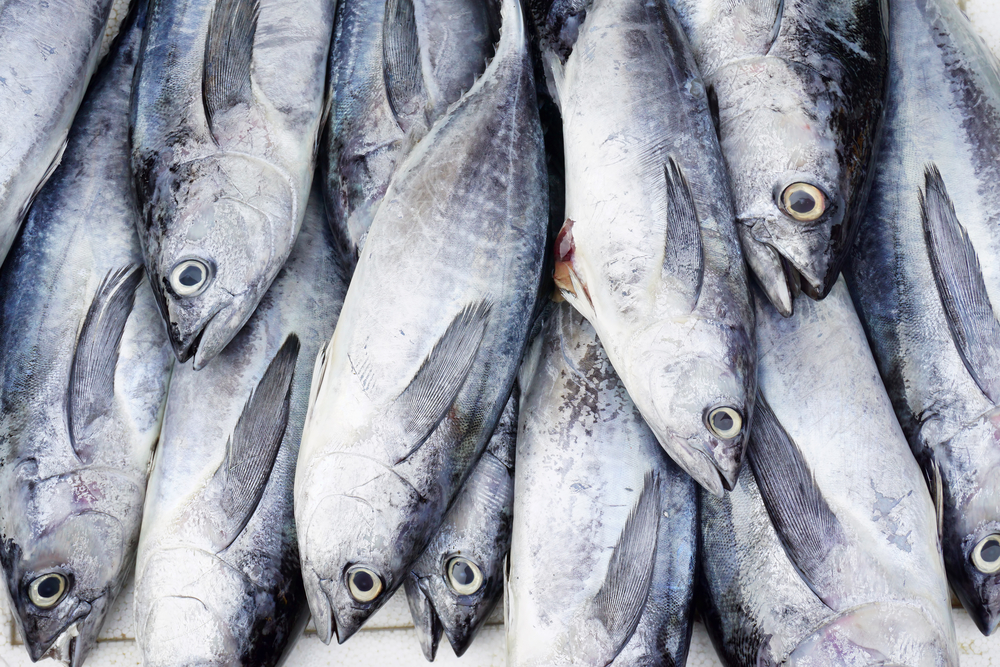 Ecuador Dominates Skipjack Tuna Landings in the EPO