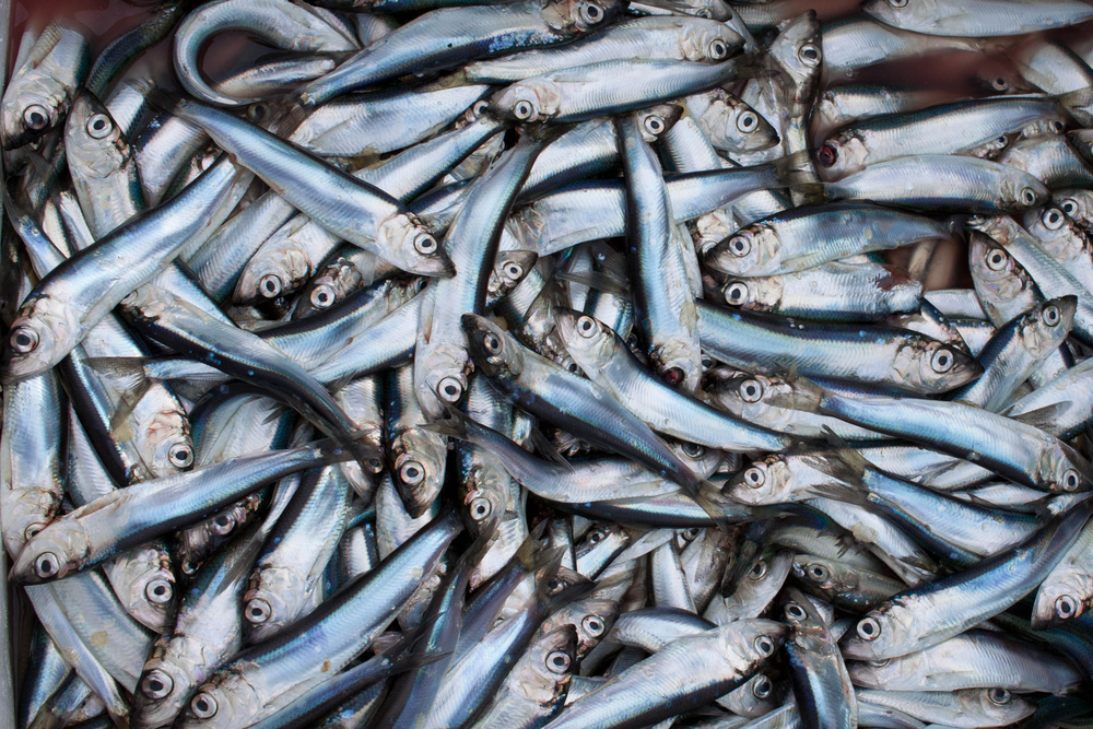 Dispute Over Fishing Bans in the Baltic Sea Comes to a Head