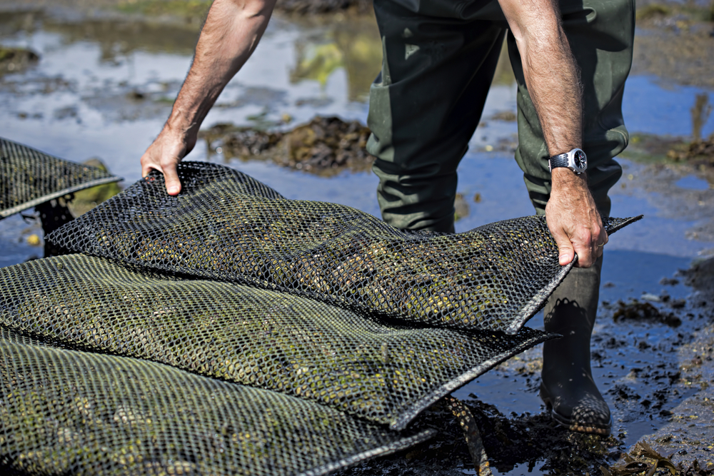 Georgia Now Accepting Lottery Applications for Subtidal Shellfish Leases in Glynn County