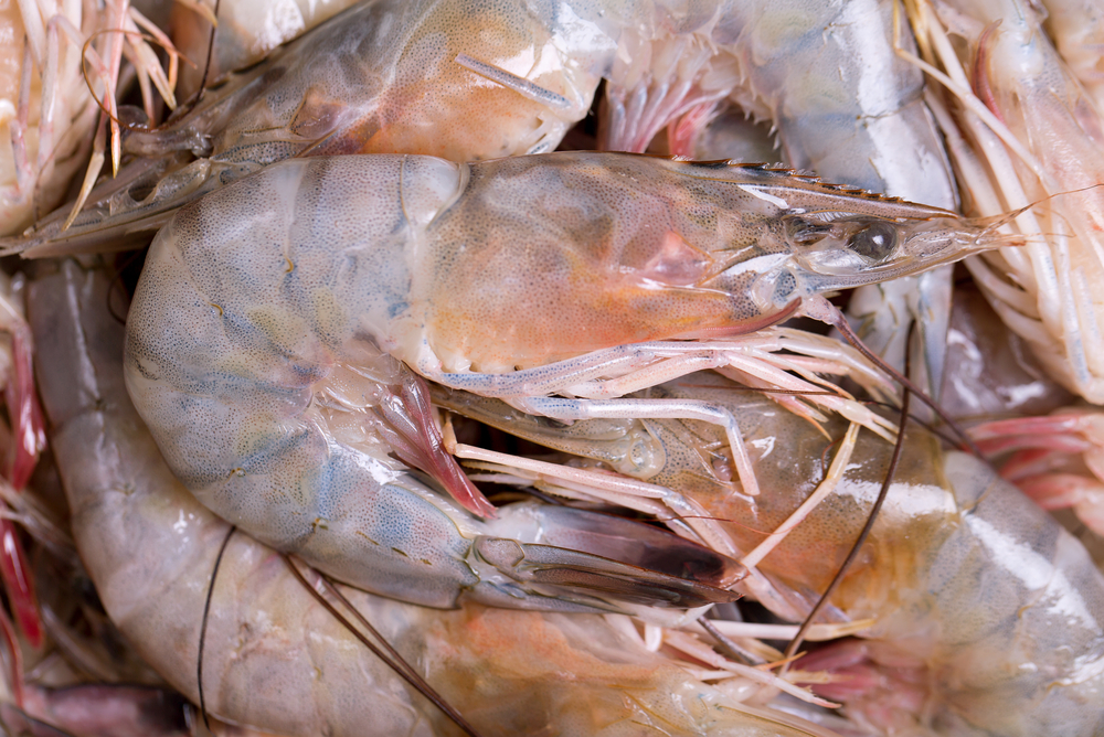 USDA Looking to Buy 207,000 Cases of Domestic Shrimp Products