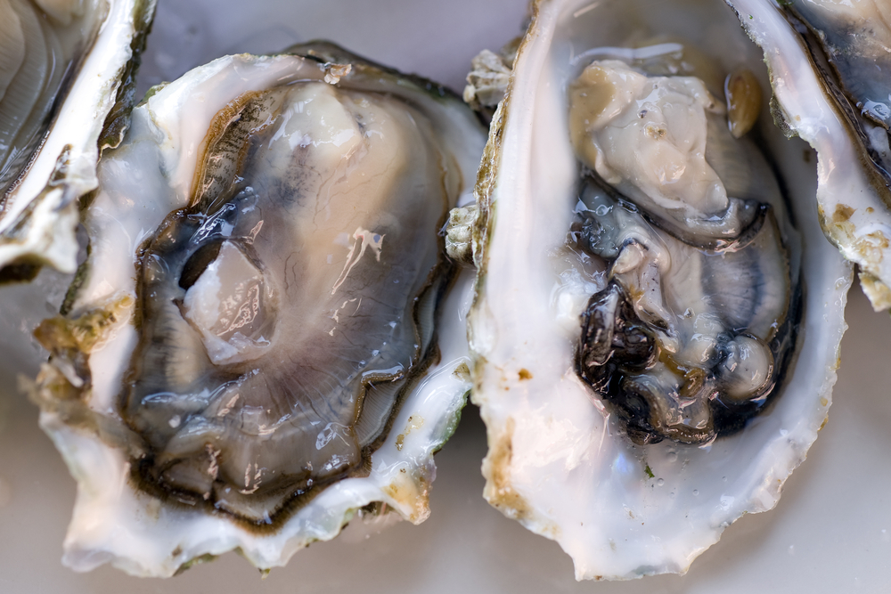 Giant Invasive Oyster Species Spreads Through Queensland Waters