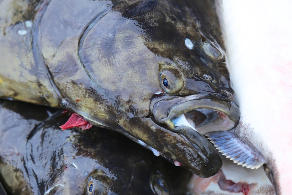 WA and Alaska Halibut Fishing Crews See Troubling Signs in Recent Harvests