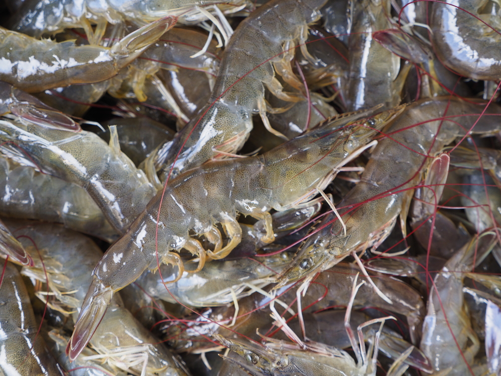 Beyond the US Tariff Wall: How Indias Shrimp Farmers Shrug Off Worries, Expand Global Footprint