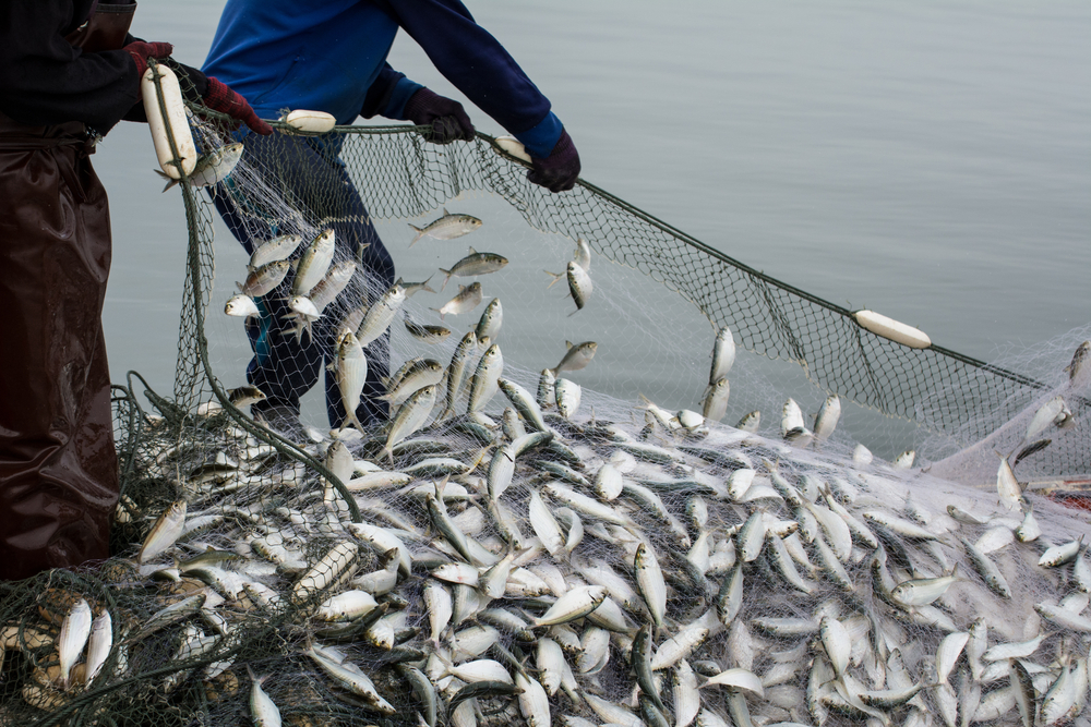 New Research Says Underexploitation is Greater Threat to Food Security than Overfishing