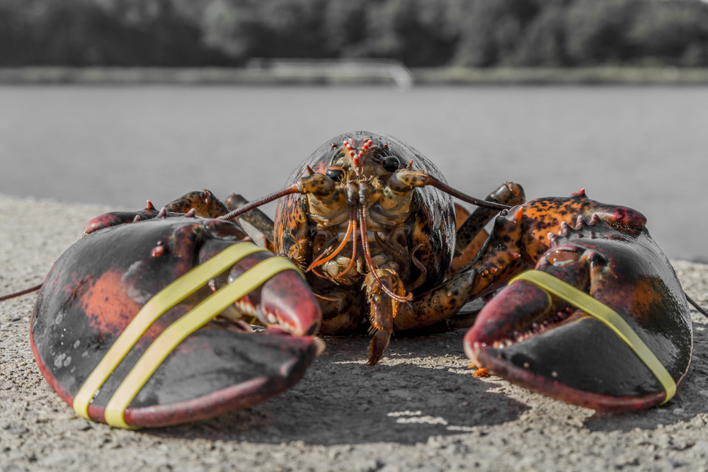 Connecticut Lobster Industry a Shell of Itself
