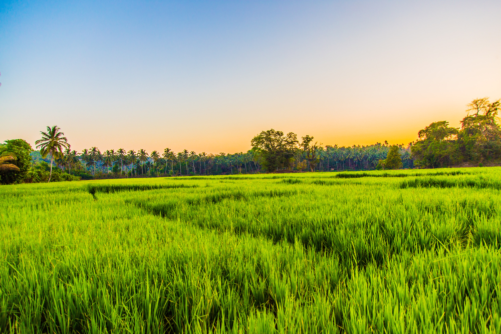 [OPINION] East is East: Americas Fearsome Farm Lobby Has Nothing on Indias