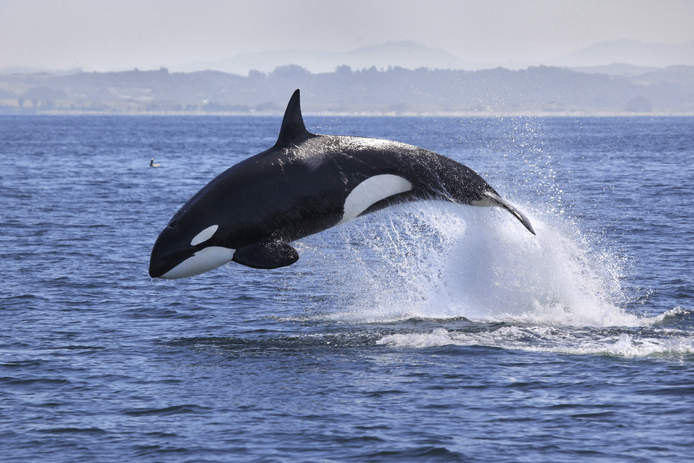 Bering Sea Bottom Trawlers Reduce Killer Whale Take as New Gear Shows Promise