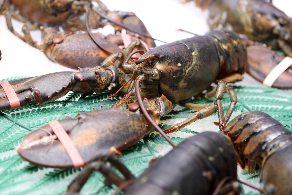 Membertou Works on Zero-Emission Lobster Fishing