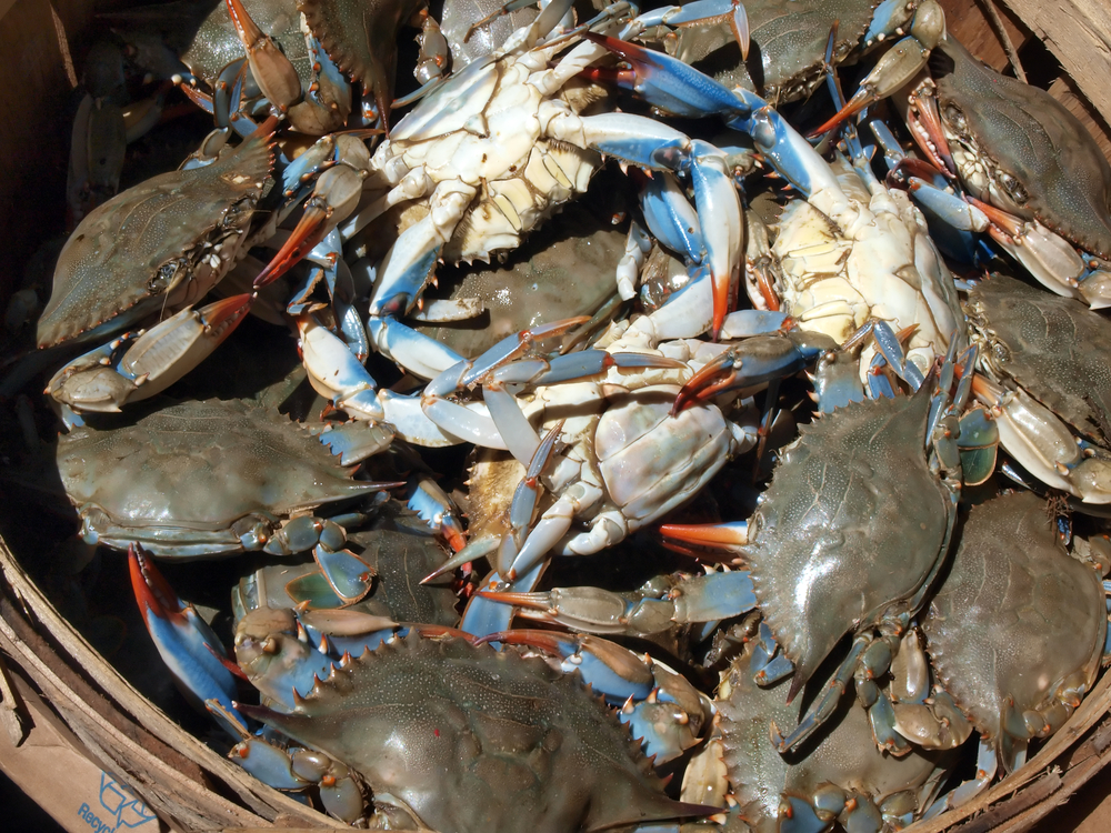 Proposed Blue Crab Harvest Limits Could Impact Cape Fear Seafood Prices